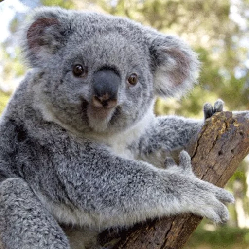 charbons, koala nelson, animal de charbon, koala maison, animaux marsupiaux de koala