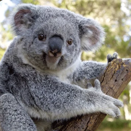 kohlen, koala nelson, coala tier, hausgemachter koala, beuteltiere von koala