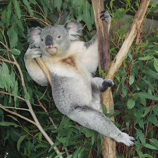 charbons, koala arbre, charbons drôles, animal de charbon, koala maison