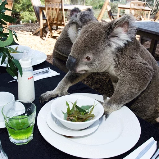 istanbul, ristorante, il koala, ristorante, ristorante turco