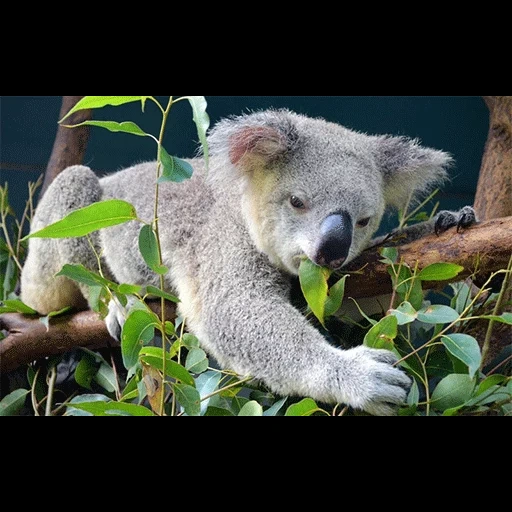 il koala, animale di coala, legipt ecullico, koala eucalyptus koala, legipt eucali