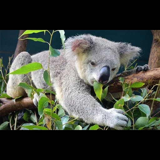 koala, hewan coala, legipt ecullic, koala eucalyptus koala, eucalye legipt