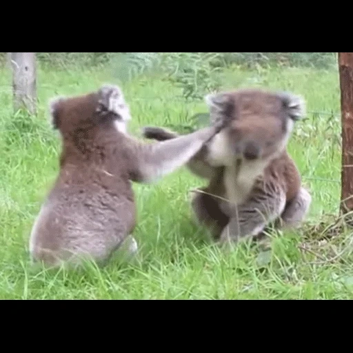 combat au charbon, animaux, le koala, les charbons se battent, animaux mignons