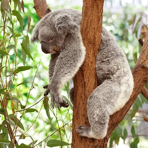 коала хвост, коала дереве, животное коала, сумчатые животные, коала спит дереве