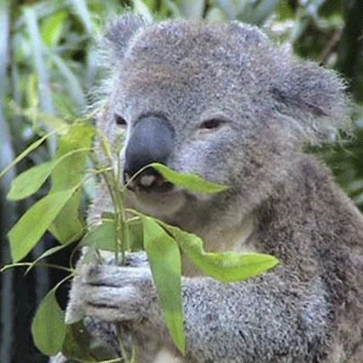 koala, koala, coala com uma folha, animal coala, coala da austrália