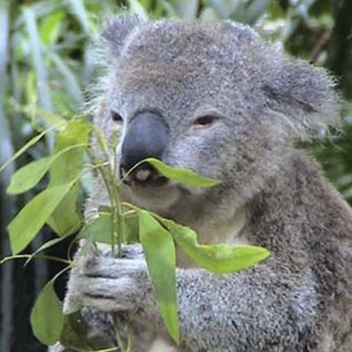 koala, koala, koala mit einem blatt, coala tier, koala von australien