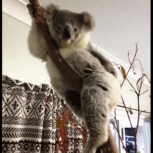 koala, bear coala, coala animal, homemade koala, crazy koala