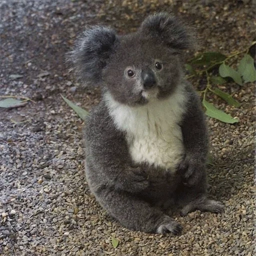 koala, koala, bear coala, animal de charbon, coalla ou charbon