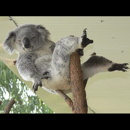 carboni, koala, koala, cubs carbone, animale di coala