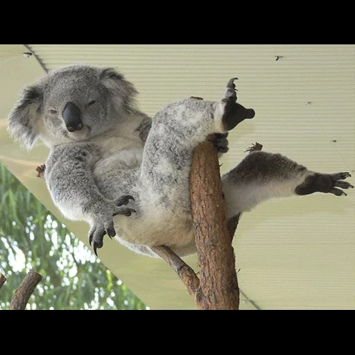 carvão, koala, urso coala, cubs carvão, animal coala