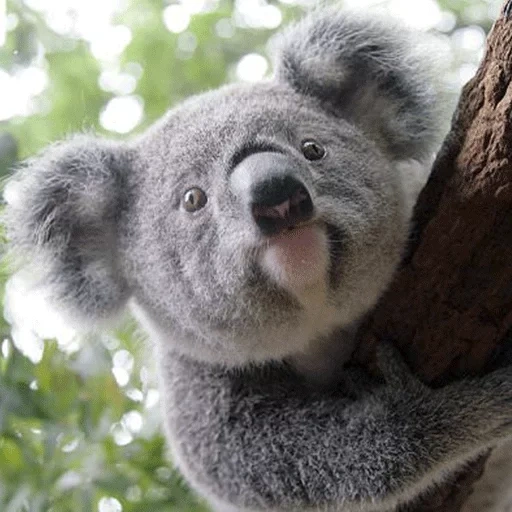 charbons, koala, animal de charbon, loon pine coala, mikhail petrovich bear coala