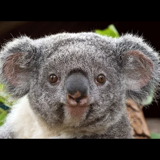 koala, koala, coala sayang, koala lucu, hewan coala