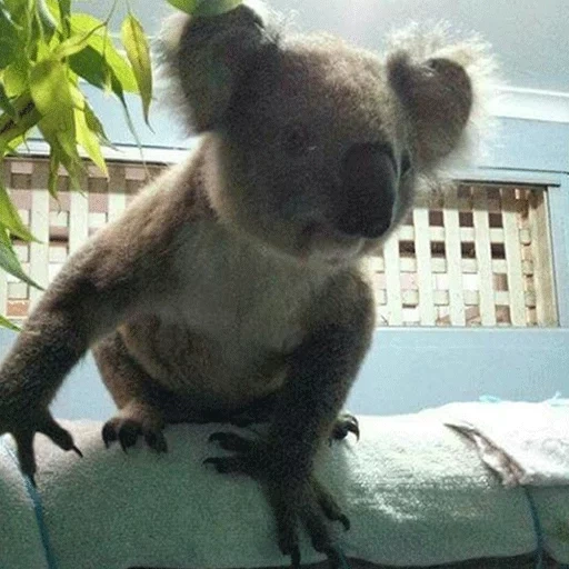 koala, koala, bear coala, coala animal, eucalyptus bear coala