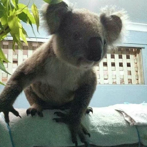 koala, koala, beruang coala, hewan coala, eucalyptus beruang coala