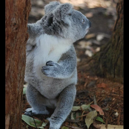 koala, il koala, cubs carbone, animale di coala, foto di koala