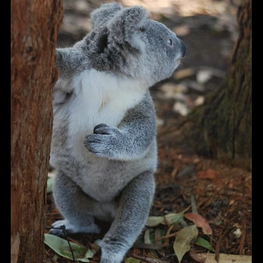 koala, koala, batubara cubs, hewan coala, foto koala