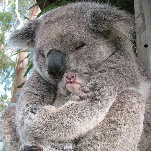 koala, koala, cubs carbone, animali di koala, animale di coala