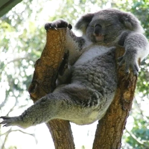 koala, коала, коала ленивец, коала животное, венский зоопарк коалы