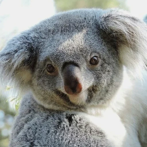 koala, koala bâille, charbons, animal de charbon, koala nain