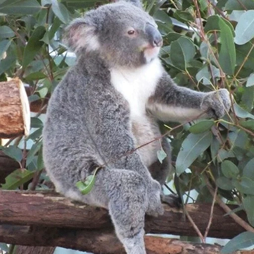 charbons, bear coala, bébé koala, animal de charbon, femelle masculine koala