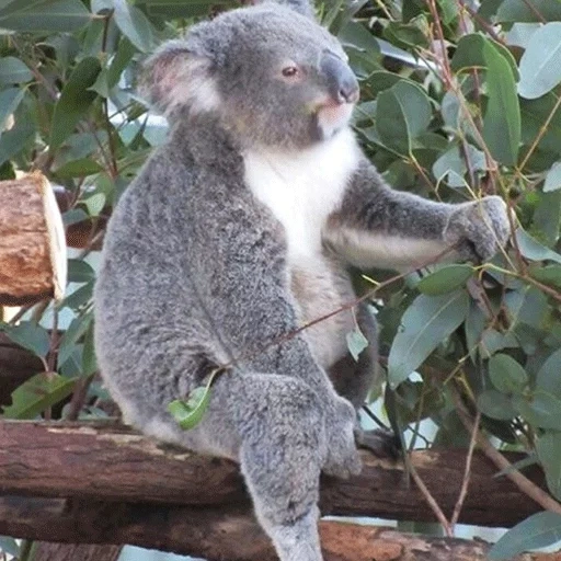 batu bara, beruang coala, koala sayang, hewan coala, wanita jantan koala