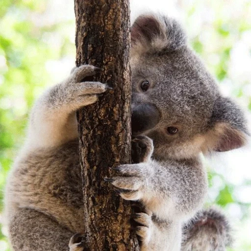 koala, koala, albero di koala, cubs carbone, animale di coala