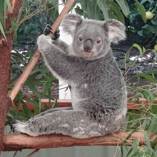 koala, animal coala, coon koala park, eucalyptus coala árvore, animais da austrália coala