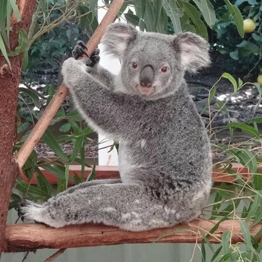 koala, hewan coala, taman coon koala, pohon koala kayu putih, hewan australia koala