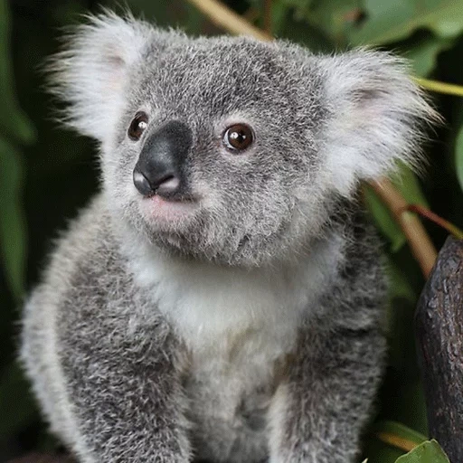 charbons, bébé koala, koala lenny, animal de charbon, kuala est un animal