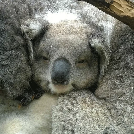 charbons, koala ladvets, koala, animal de charbon, les animaux sont mignons