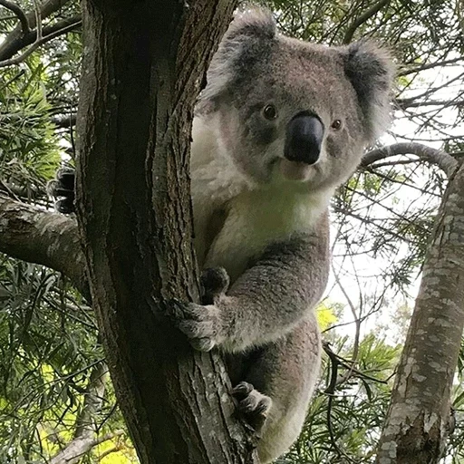 koala, koala, coala animal, the animals are cute, koala sits a tree