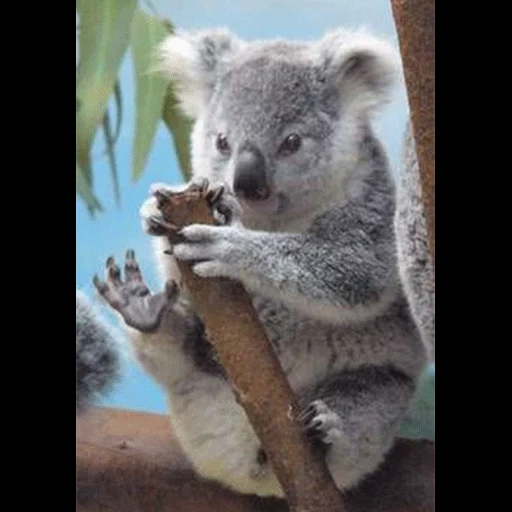 koala, koala fêmea, cubs carvão, animal coala, pequenas brasas