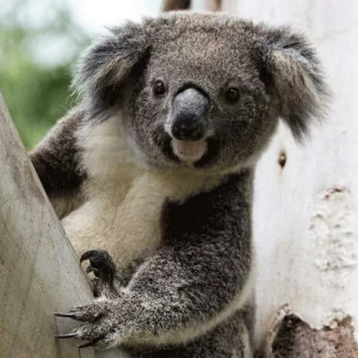 koala, koala, animal de charbon, kuala est un animal, animaux d'australie koala