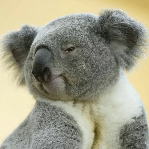 koala, bear coala, coala est chère, beara, animal de charbon