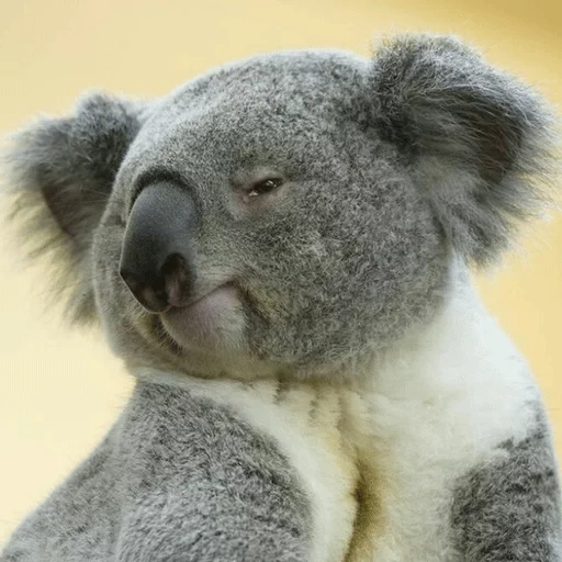 koala, bär coala, coala ist lieb, coala bär, coala tier