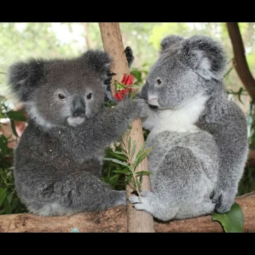 hommes koala, femelle koala, bear coala, animal de charbon, petits charbons