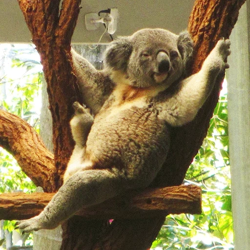 koala, koala, koala bamboo, animal coala, loon park australia