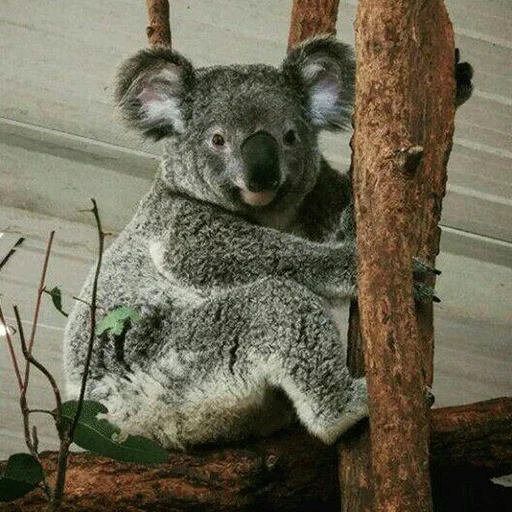 carboni, albero di koala, animale di coala, koala fatto in casa, animali di panda coala