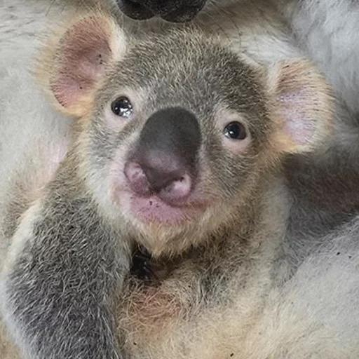 koala, коала, коала животное, животные милые, сумчатая коала