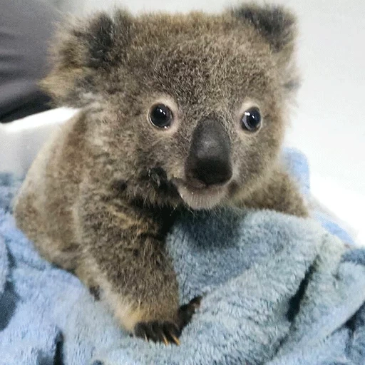 coals, the koala, cubs coals, coala animal, sairy bear