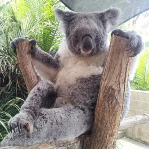 koala, koala, maison de koala, beara, animal de charbon