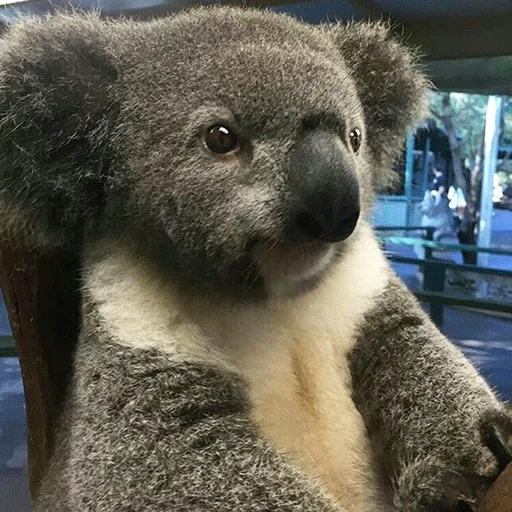 koala, koala, koala, animal de charbon, hôpital de koala