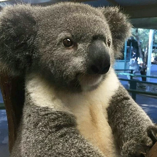 koala, koala, beruang koala, hewan coala, rumah sakit koala