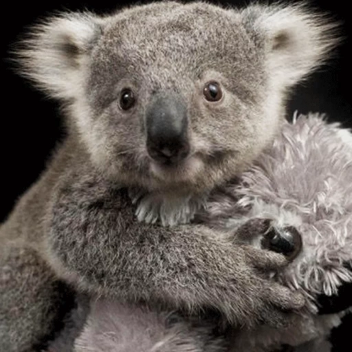 gatto, koala, koala, cubs carbone, animale di coala