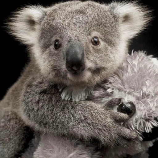 chat, koala, koala, charbons, animal de charbon