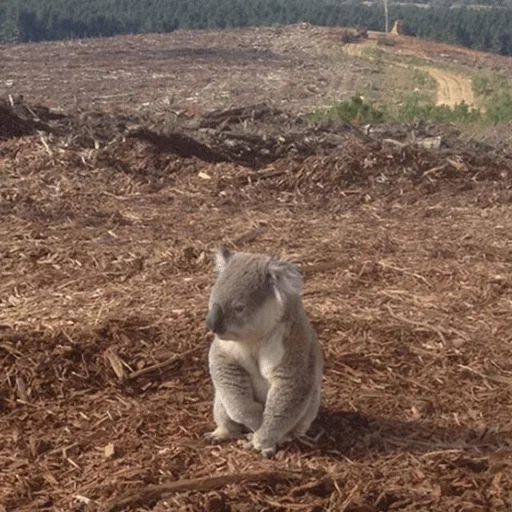 batu bara, koala, zoo atlanta, hewan pemotongan hutan, yayasan koala australia