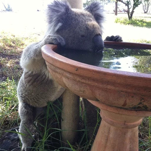 коалы, koala, коала пьет, коала воде, листья эвкалипта