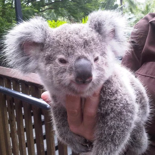 koala, bear coala, animal coala, koala zoo, koala caseira