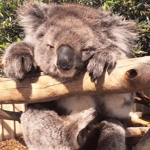 спящая коала, коала животное, животные коала, коала домашняя, лесная коала спит