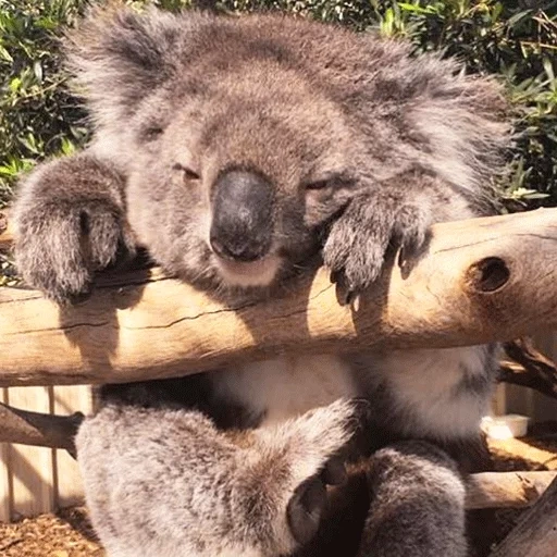 koala tidur, hewan coala, hewan koala, koala buatan sendiri, koala hutan sedang tidur